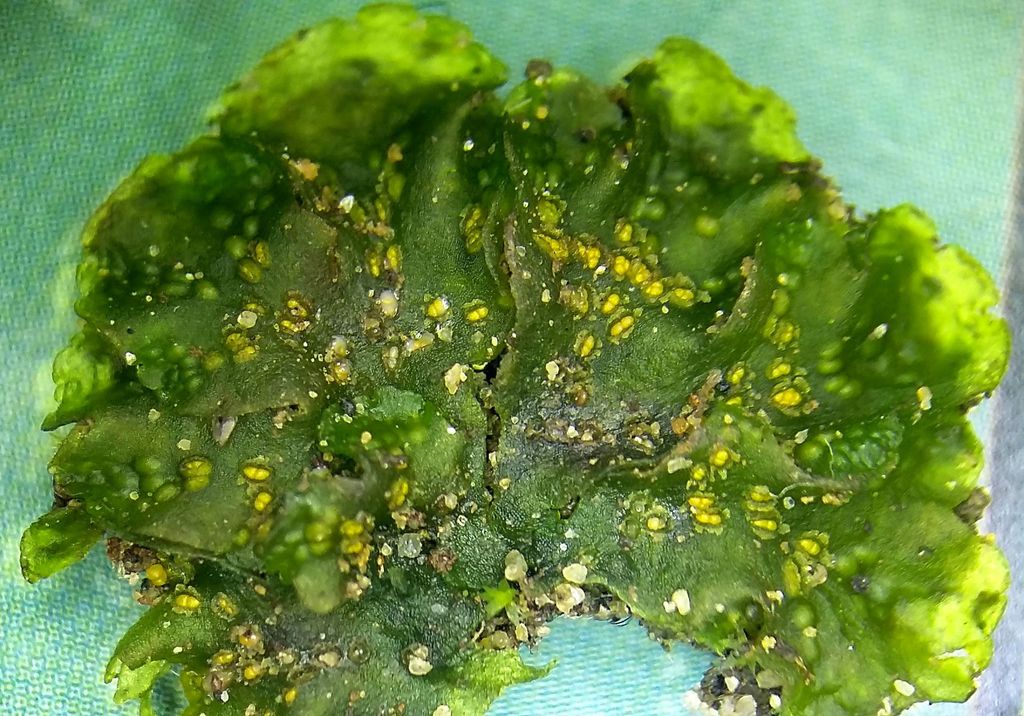 A flat sheet of green tissue fanning out across the substrate. 
