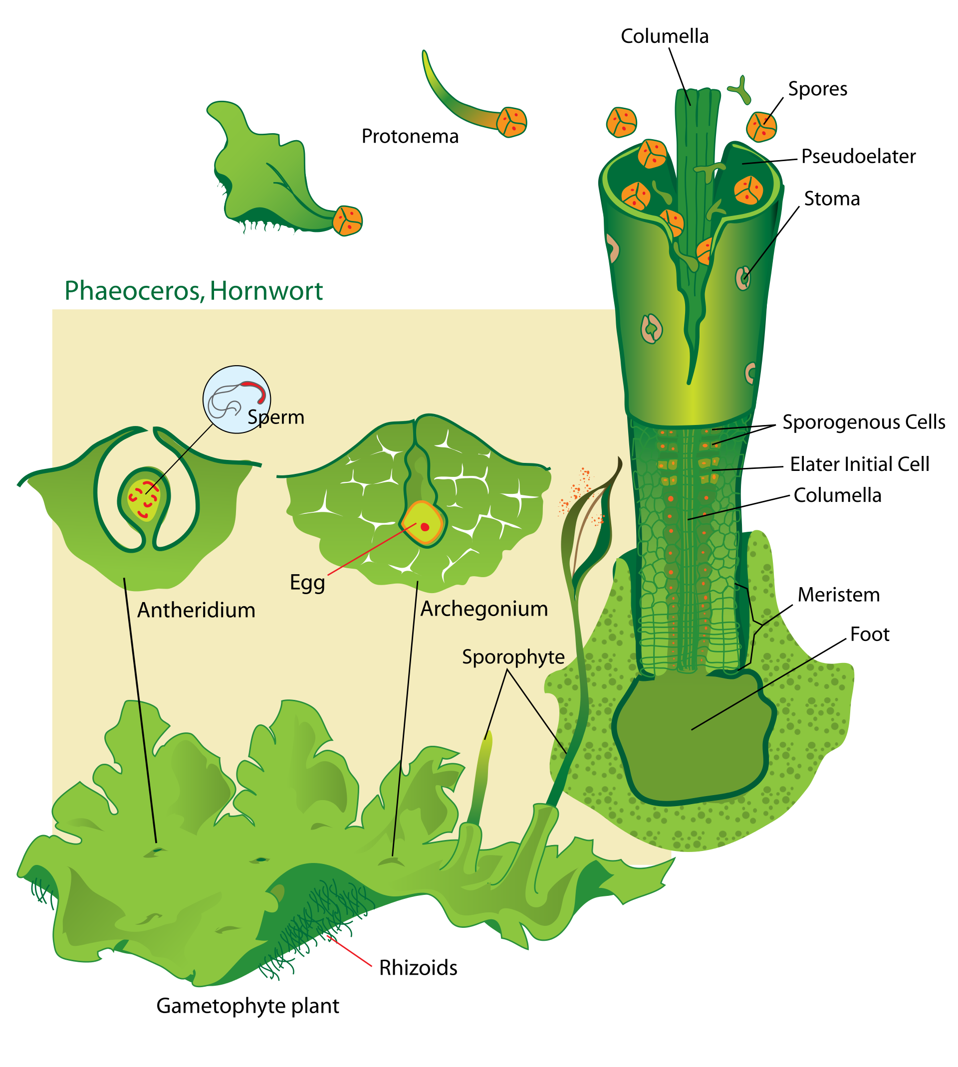 Diagram of a hornwort life cycle