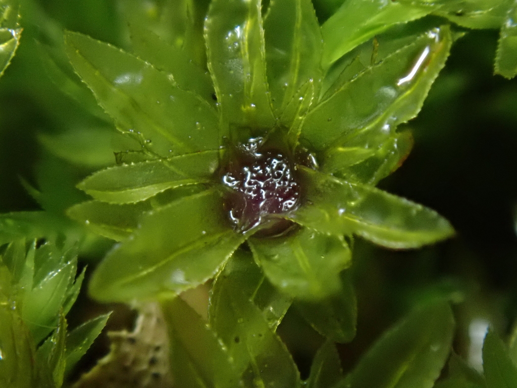 Mnium male gametophyte, looking down at the splash cup