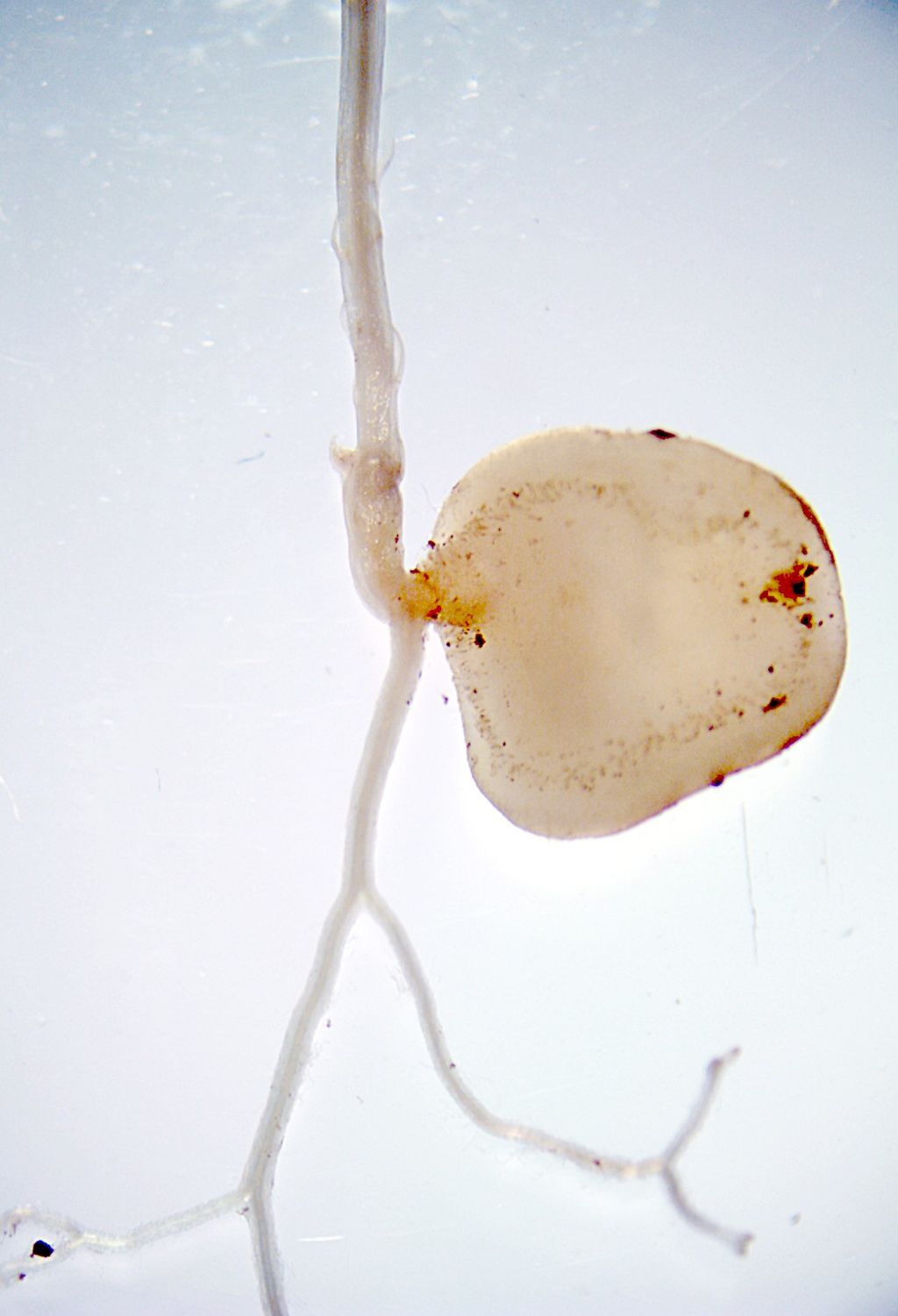 A pale, flat gametophyte thallus has an emerging sporophyte