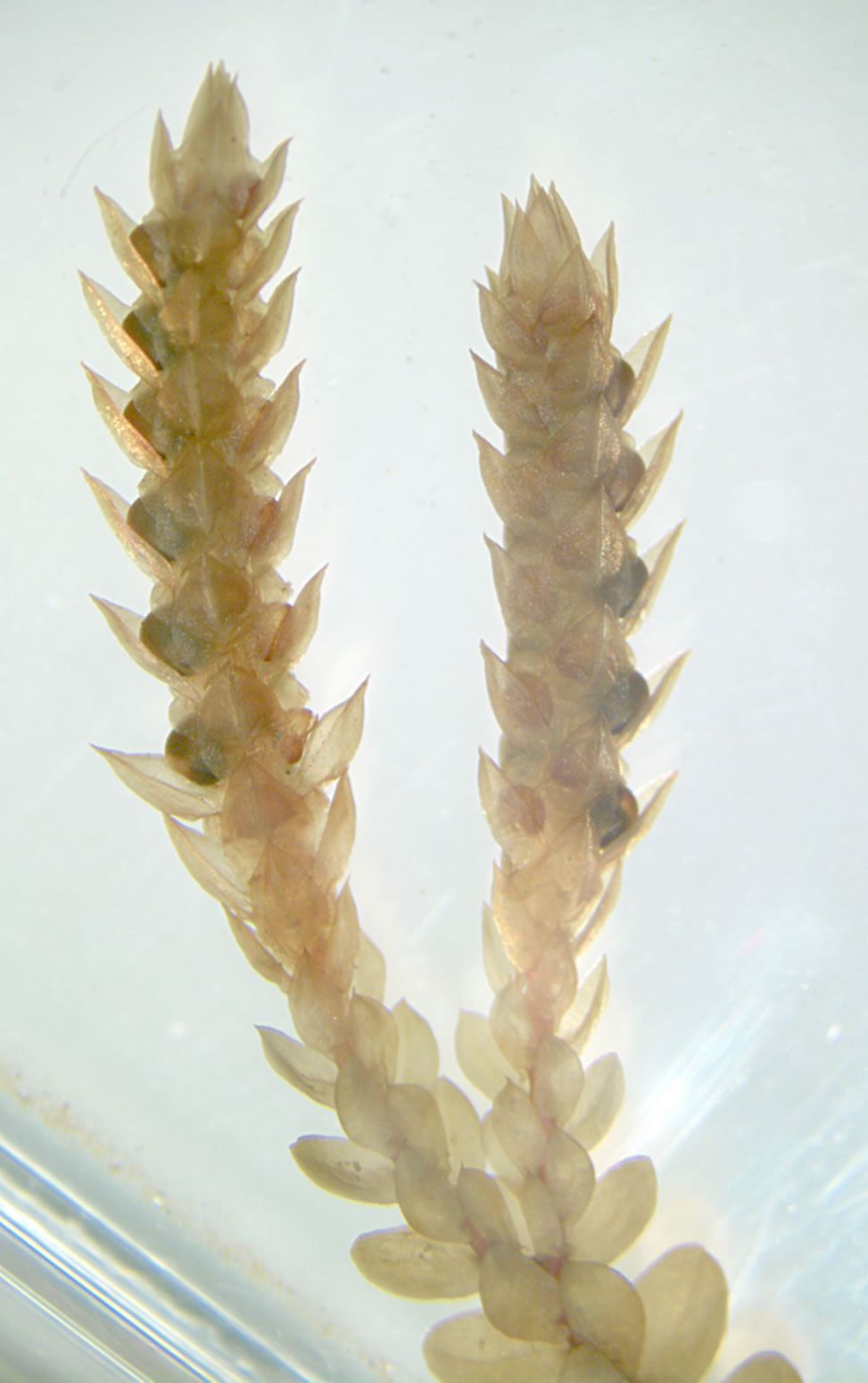 Dos Selaginella strobili con esporangios de aspecto diferente