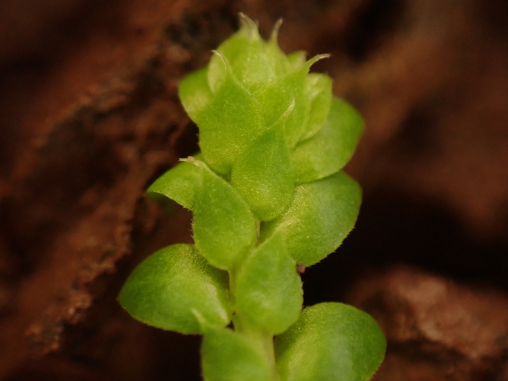 Close up of Selaginella microphylls