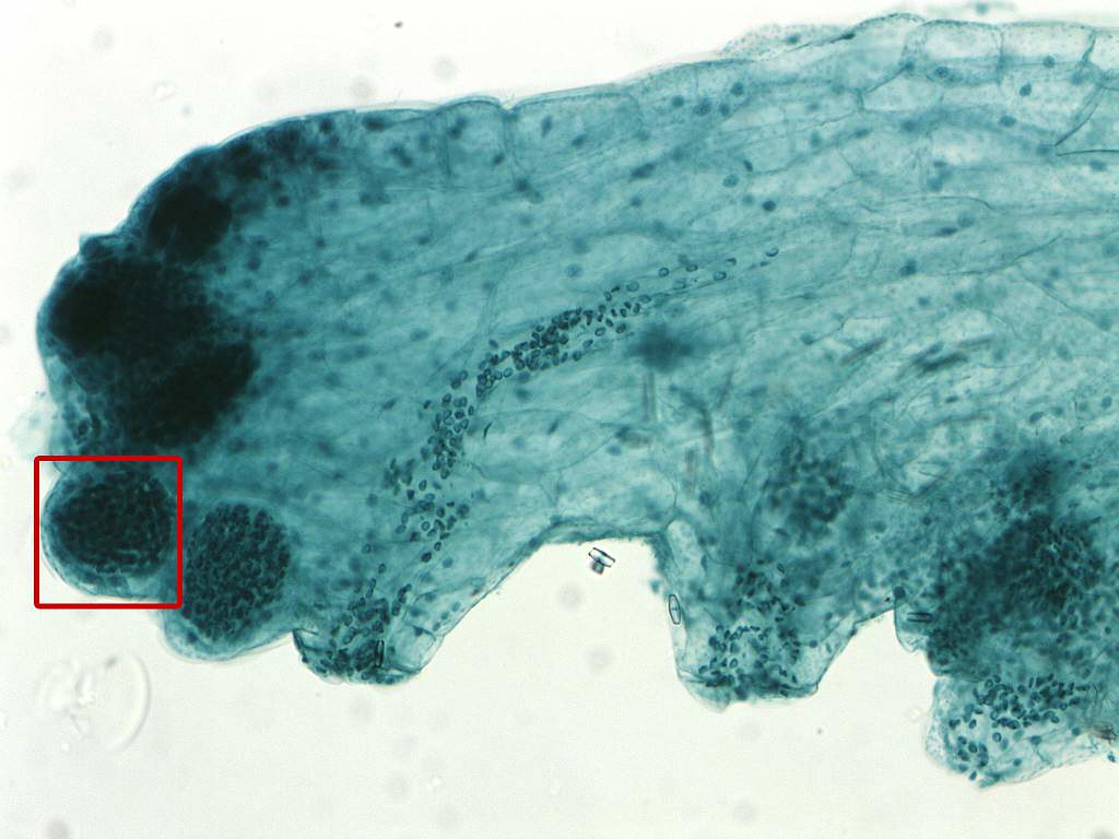 An Equisetum gametophyte showing antheridia