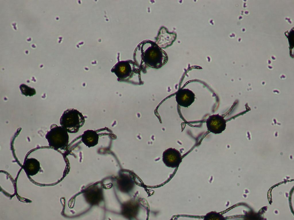 Equisetum spores, each with four extended elaters