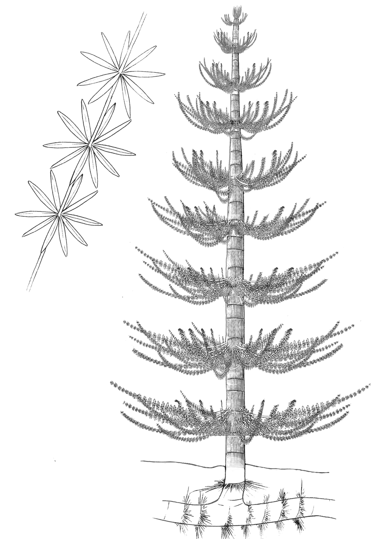 A drawing of a tree-like horsetail, Calamites