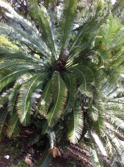 A cycad that has many fern-like leaves (long and pinnately compound) seeming to emerge from a central point