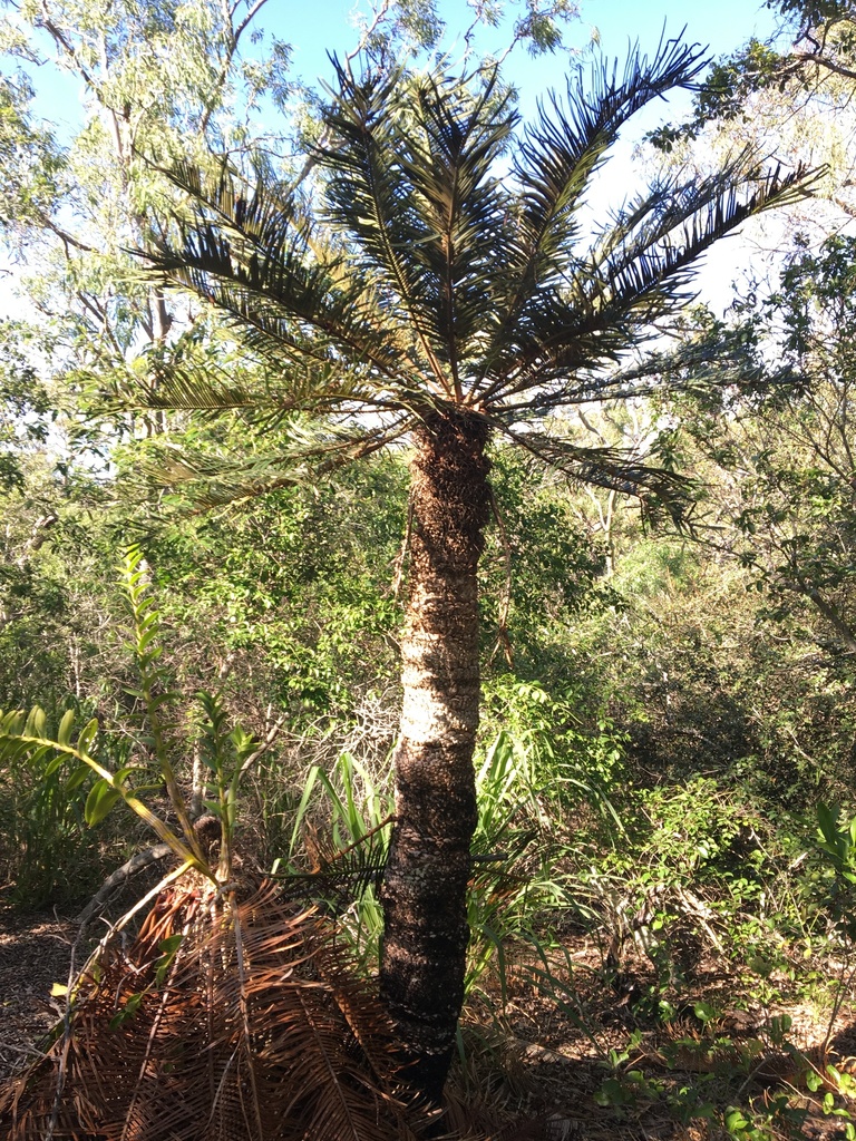 Un pequeño cícado arborescente con un tronco distinto, hojas que emergen en la parte superior para formar una corona