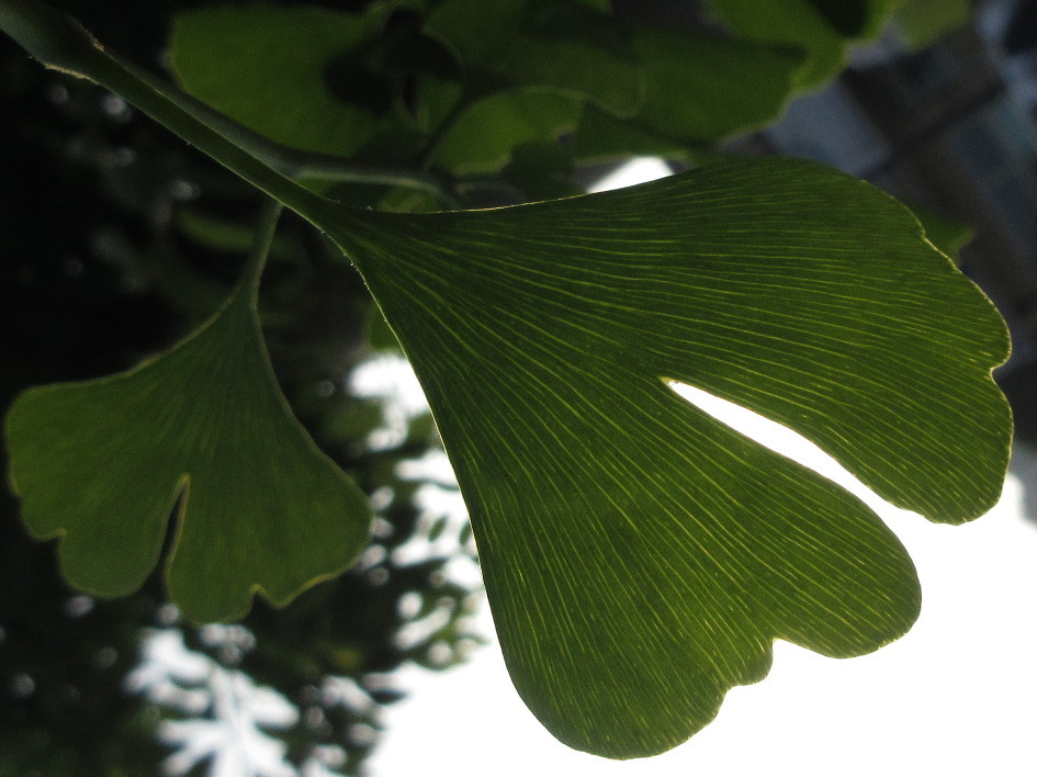 Two fan-shaped green leaves that are broken into two main lobes. The vascular tissue is parallel. 
