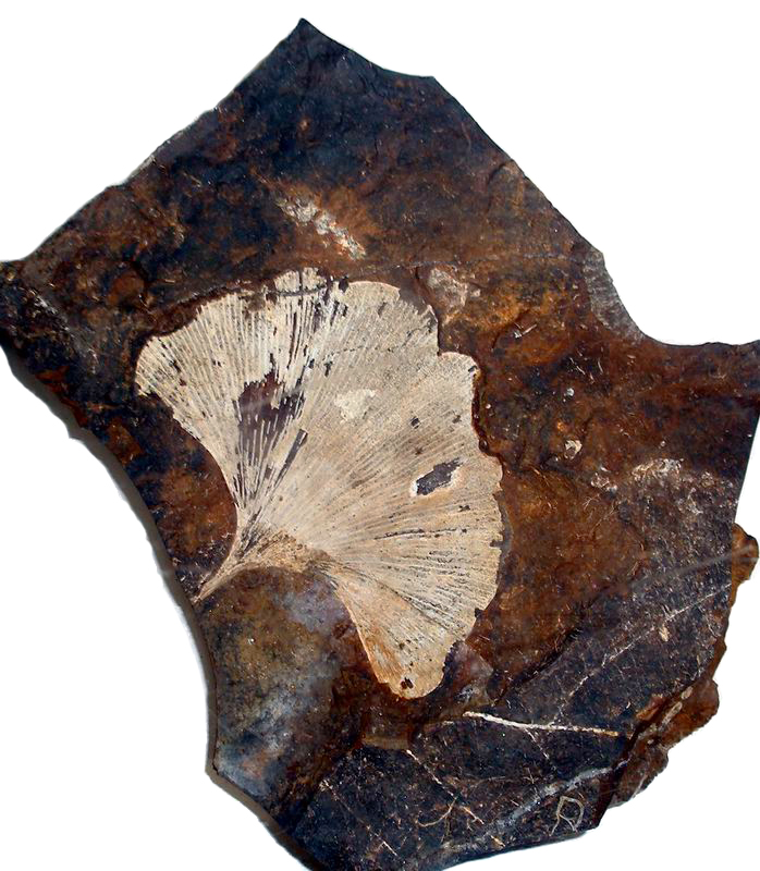 Un fósil de una hoja en forma de abanico con tejido vascular paralelo