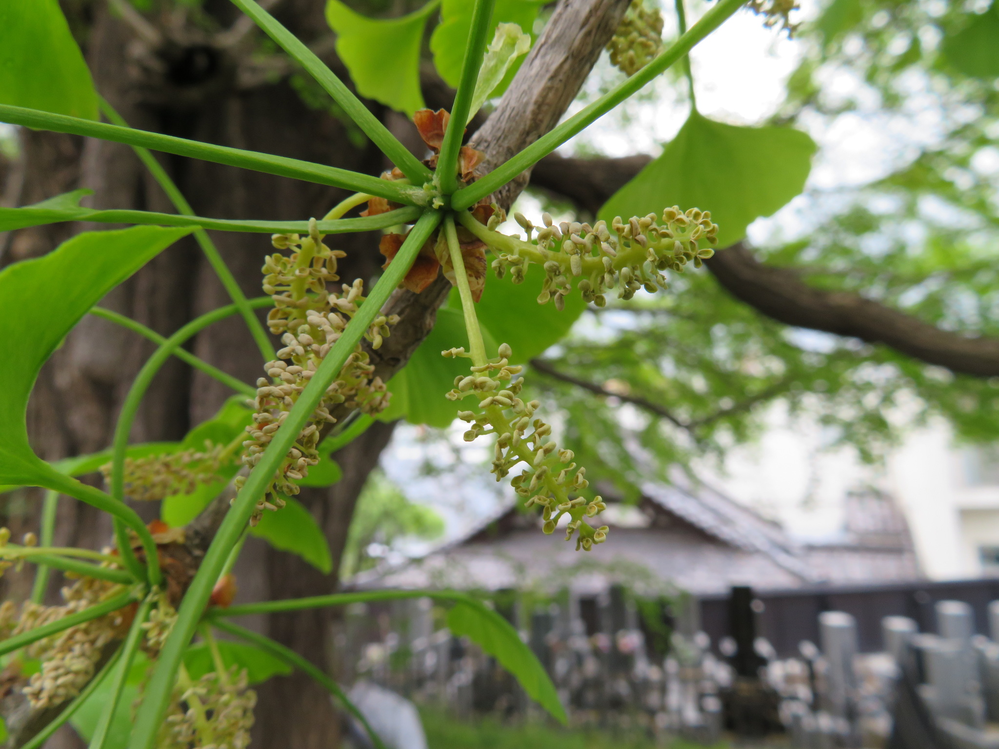 A male gingko tree with several microstrobili that look like catkins