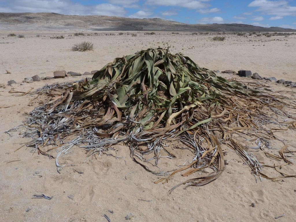 A much larger Welwitschia plant, the leaves are piling on top of themselves and there appear to be more than two, as the leaves have split many times
