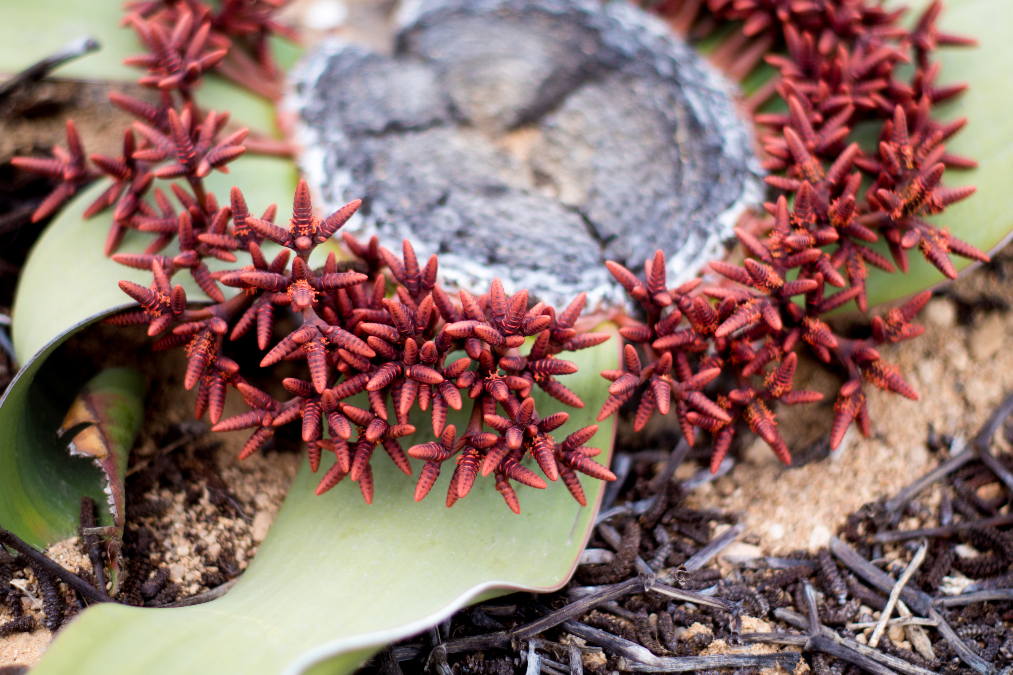 Muchos microstrobilos más pequeños, de color salmón y puntiagudos en el centro de una planta de Welwitschia