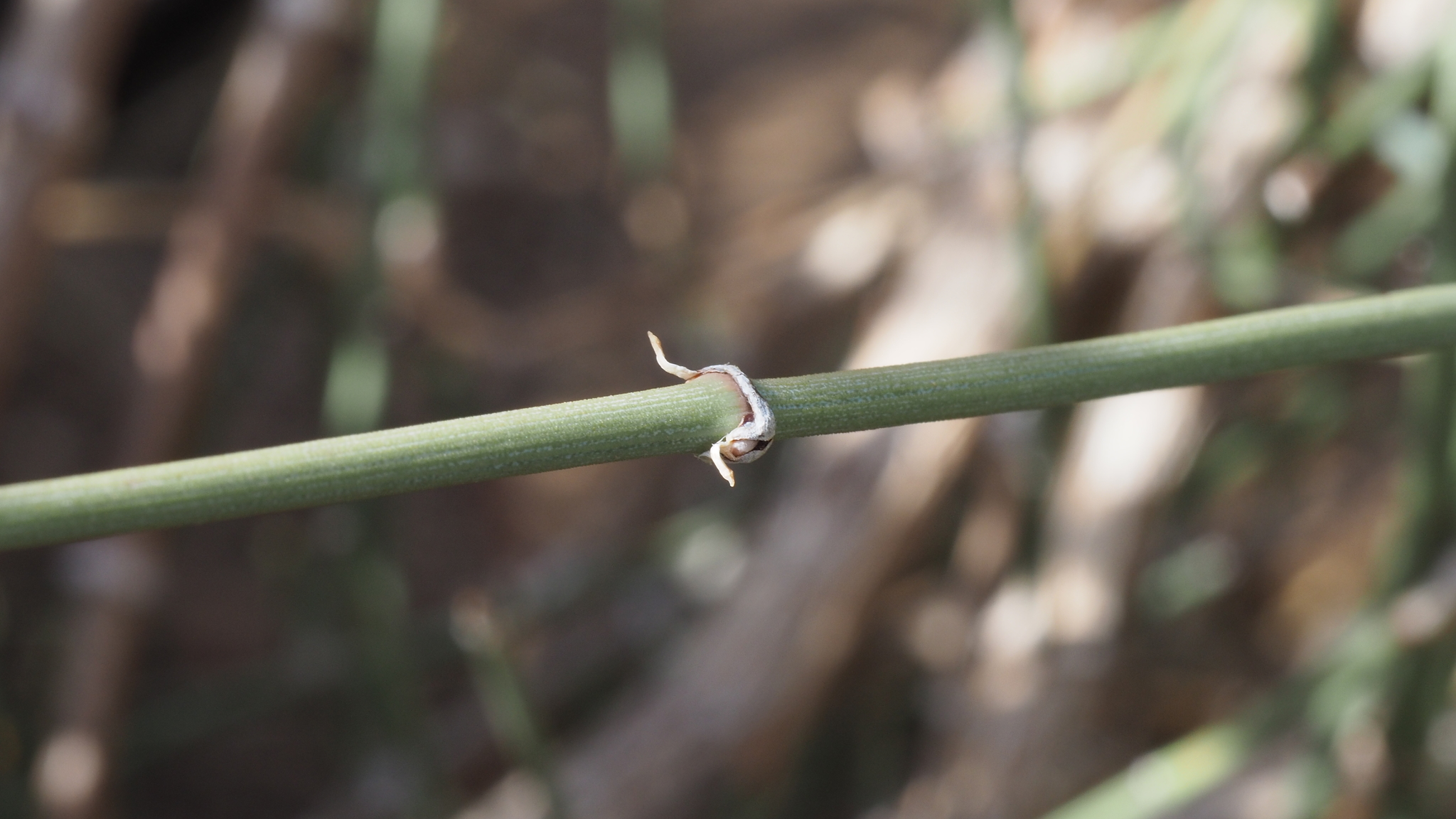 A thin stem with two tiny, scale-like leaves emerging from either side of a node