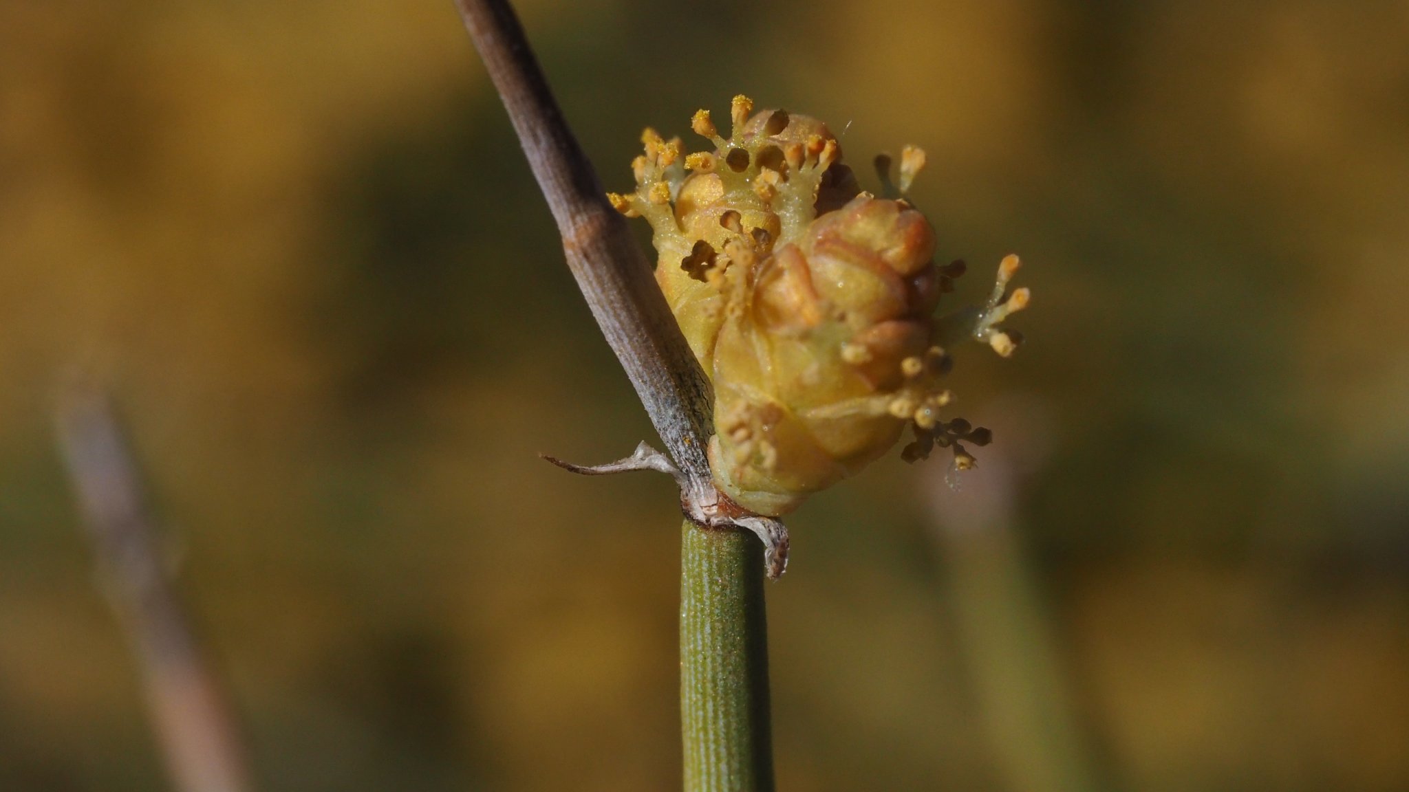Two small cone-like strobili with structures emerging that look like anthers (small, yellow, and branching)