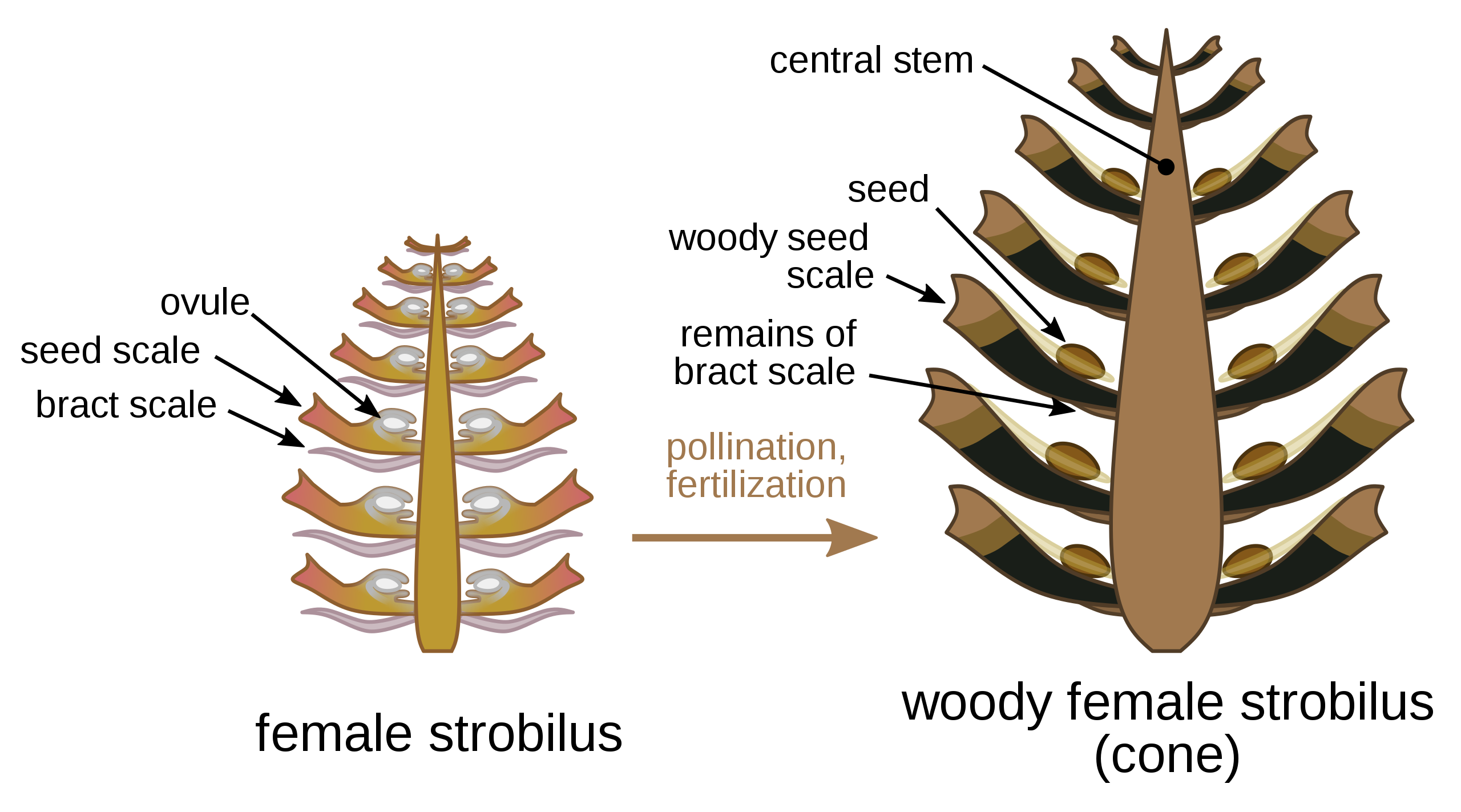 Una larga sección a través de un megastrobilus de pino antes y después de la fertilización