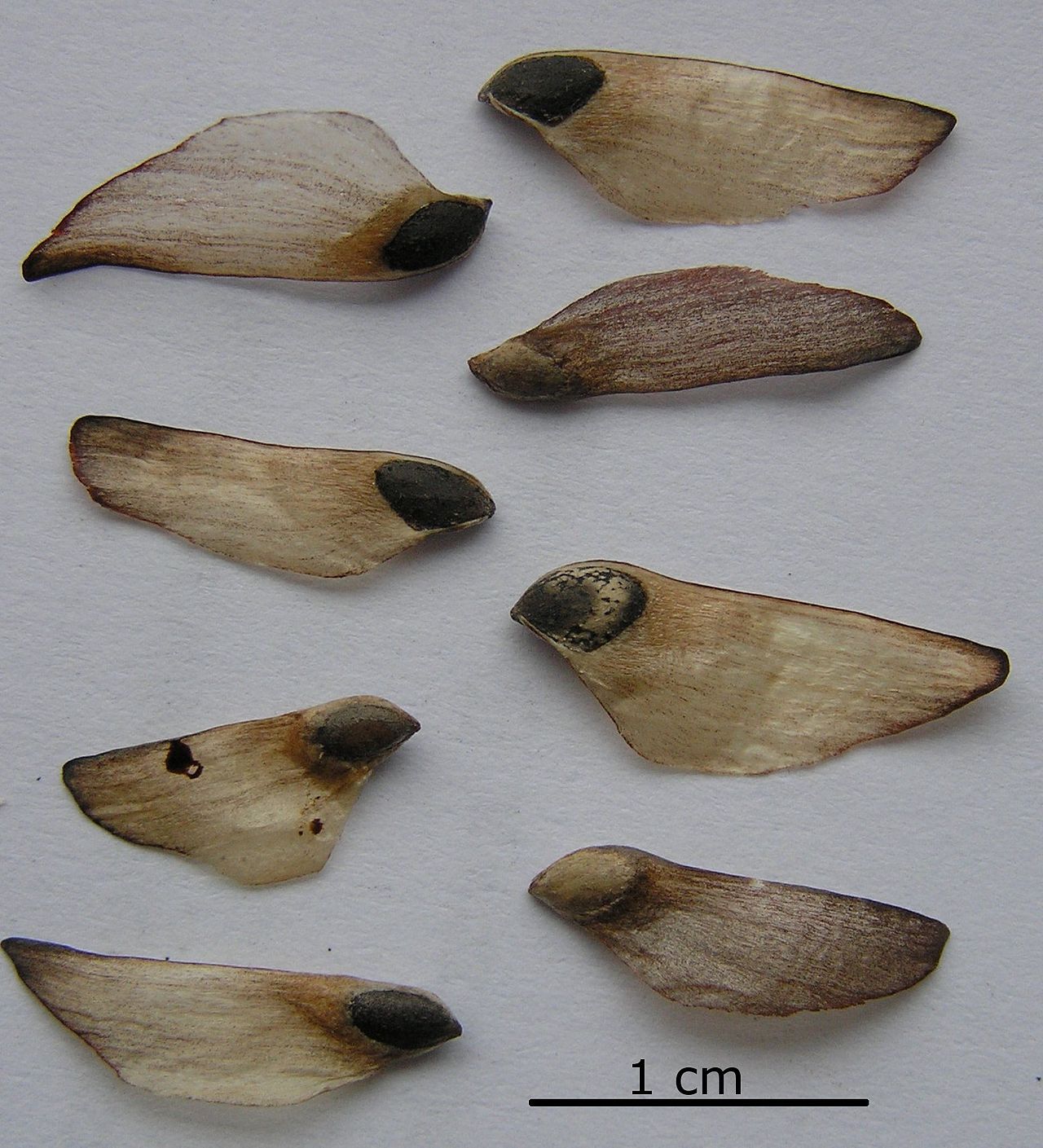 Ocho semillas de pino alado. Las alas son bronceadas y delgadas. Las semillas son de color marrón negruzco y ovoides.