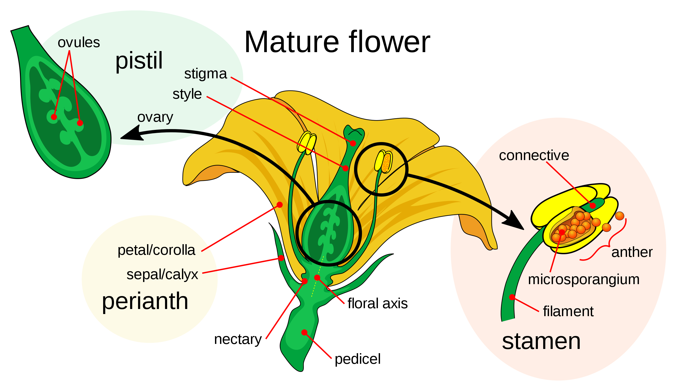 Anatomía de una flor