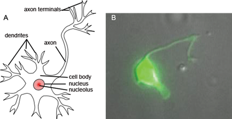 neuronas: diagrama a la izquierda vs real a la derecha