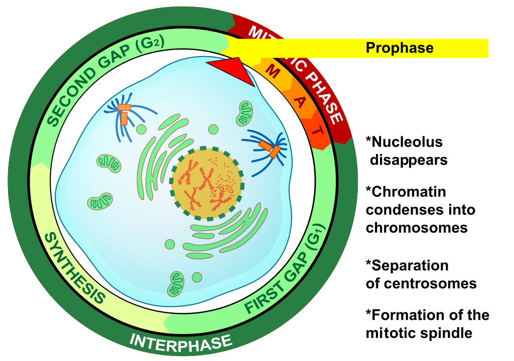 Prophase eukaryotic mitosis
