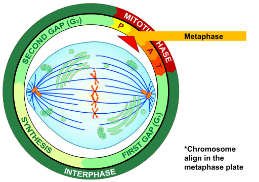 Metafase mitosis eucariota