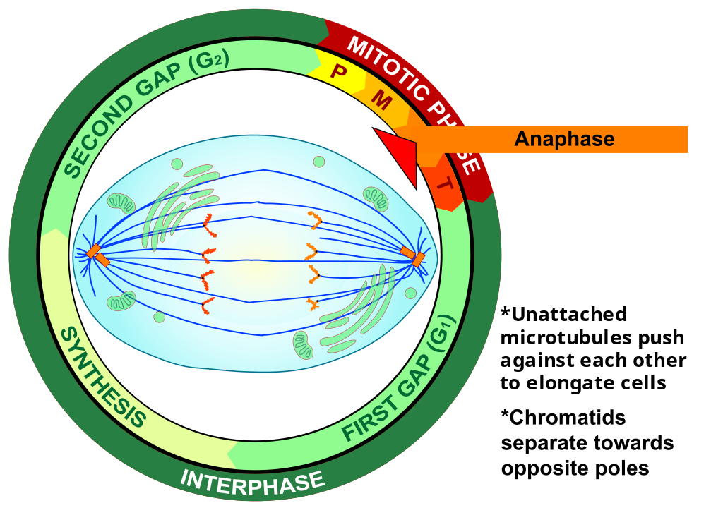 Anaphase eukaryotic mitosis