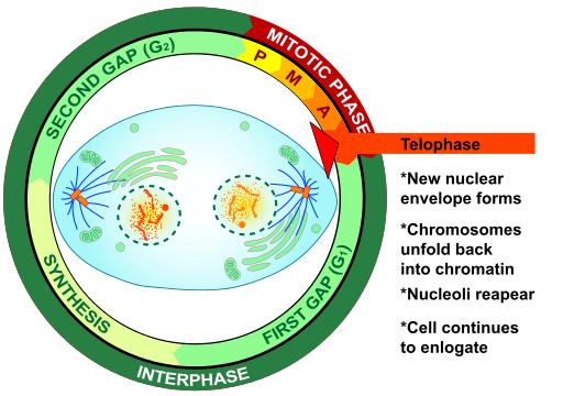 Mitosis telofásica eucariota