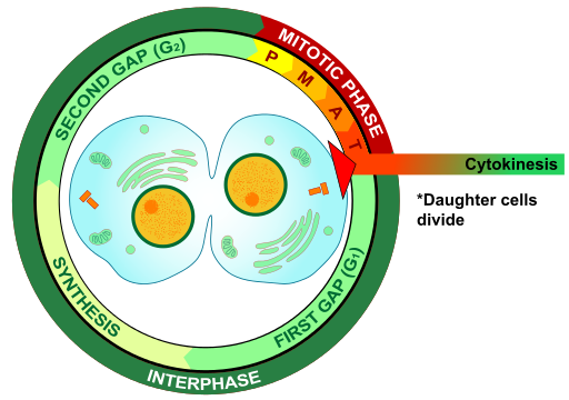 Cytokinesis eukaryotic mitosis