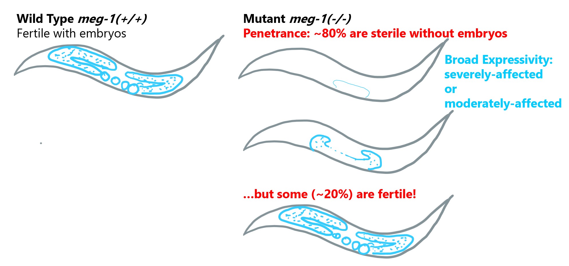 wild type worms are fertile with embryos. meg 1 mutants are eighty percent sterile, some with severely affected germline, some moderately affected, or fertile.