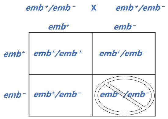 punnett square emb plus minus heterozygotes generates emb plus homozygote, two emb plus minus heterozygotes, the emb minus heterozygotes are dead
