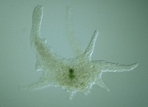 9: Protozoa