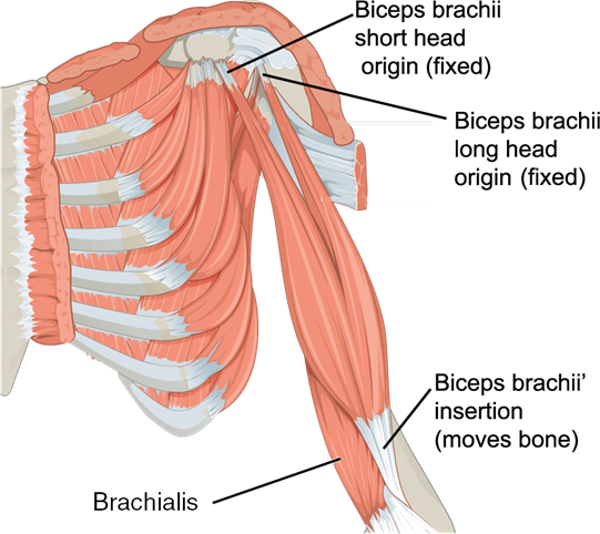 The anterior view of the deep muscles of the left shoulder