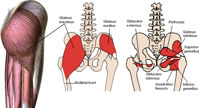 How the three layers of gluteal muscles lie on the pelvic girdle