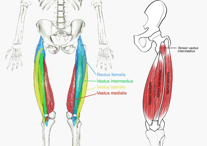 El grupo cuádriceps de cuatro músculos. La vista de la izquierda tiene el recto femoral cortado para mostrar el vastus intermedius que está debajo de ella.