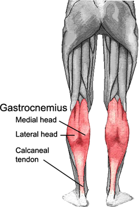 El músculo gastrocnemio de la parte trasera