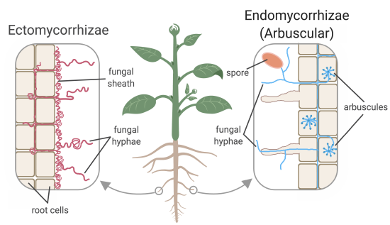 mycorrhizae.png