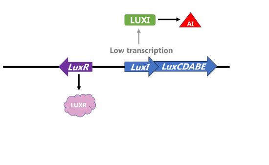 Lux R protein is not bound to A I and operon transcription is low