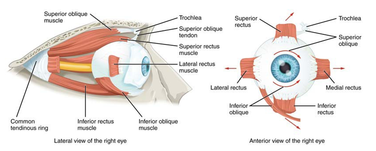 Esta imagen muestra los músculos que rodean el ojo. El panel izquierdo muestra la vista lateral, y el panel derecho muestra la vista anterior del ojo derecho.