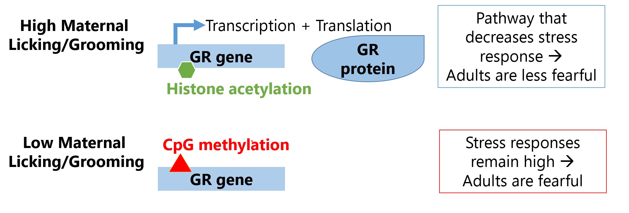 high maternal licking / grooming and acetylation of G R gene produces G R protein. Results in less fearful adults.