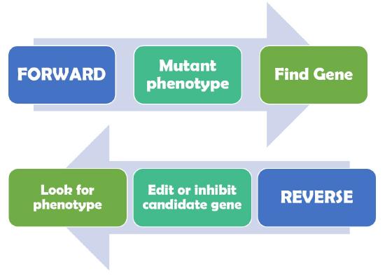 forward genetics arrow to mutant phenotype then gene. reverse genetics arrow to edit or inhibit candidate genes then look for phenotype