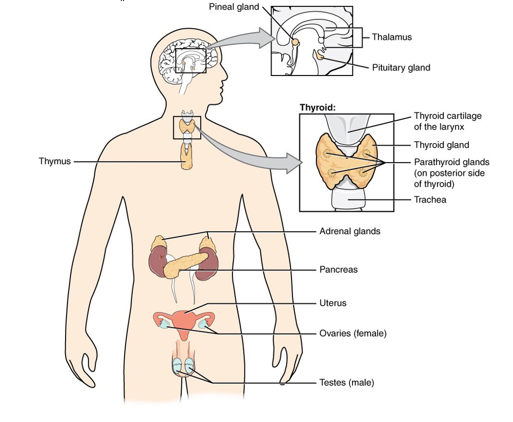 This diagram shows the endocrine glands and cells that are located throughout the body. The endocrine system organs include the pineal gland and pituitary gland in the brain. The pituitary is located on the anterior side of the thalamus while the pineal gland is located on the posterior side of the thalamus. The thyroid gland is a butterfly-shaped gland that wraps around the trachea within the neck. Four small, disc-shaped parathyroid glands are embedded into the posterior side of the thyroid. The adrenal glands are located on top of the kidneys. The pancreas is located at the center of the abdomen. In females, the two ovaries are connected to the uterus by two long, curved, tubes in the pelvic region. In males, the two testes are located in the scrotum below the penis.