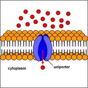 2.2: The Cytoplasmic Membrane - Biology LibreTexts