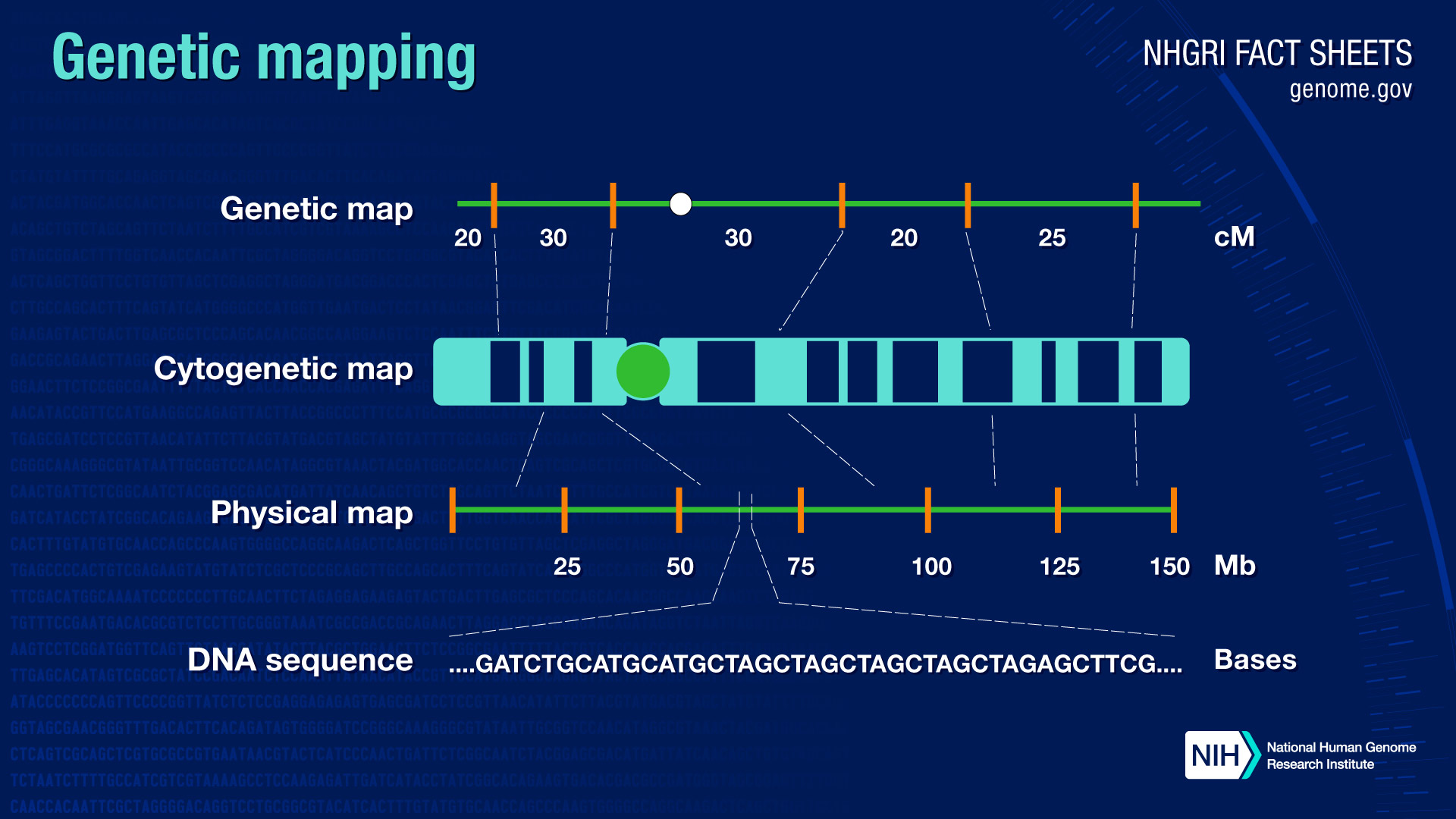 23 1 Gene Mapping And Chromosomal Karyotypes Biology Libretexts
