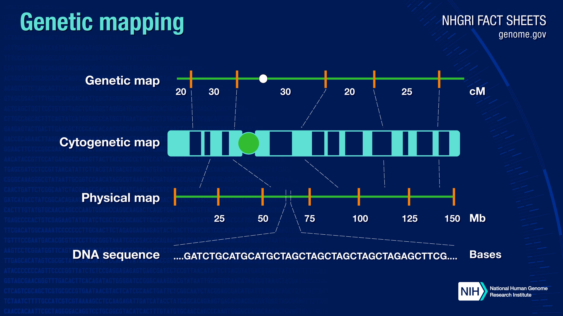 23.1: Gene Mapping and Chromosomal Karyotypes - Biology LibreTexts