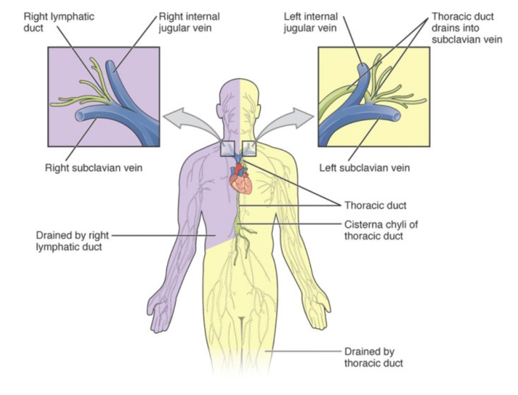 18 1 Structure Of The Lymphatic System Biology LibreTexts   Clipboard Edabf4d49ec41b5601bd6f14dc85d10af 