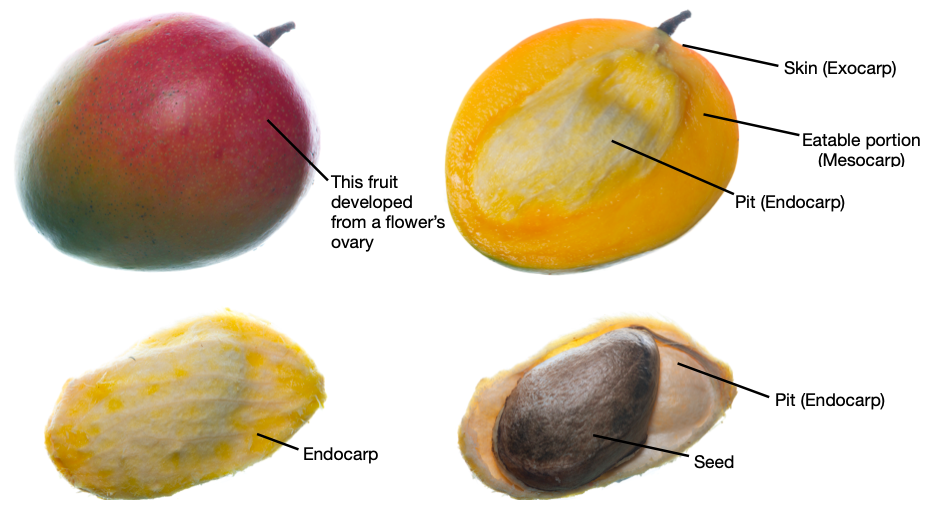 Mango dissection.png