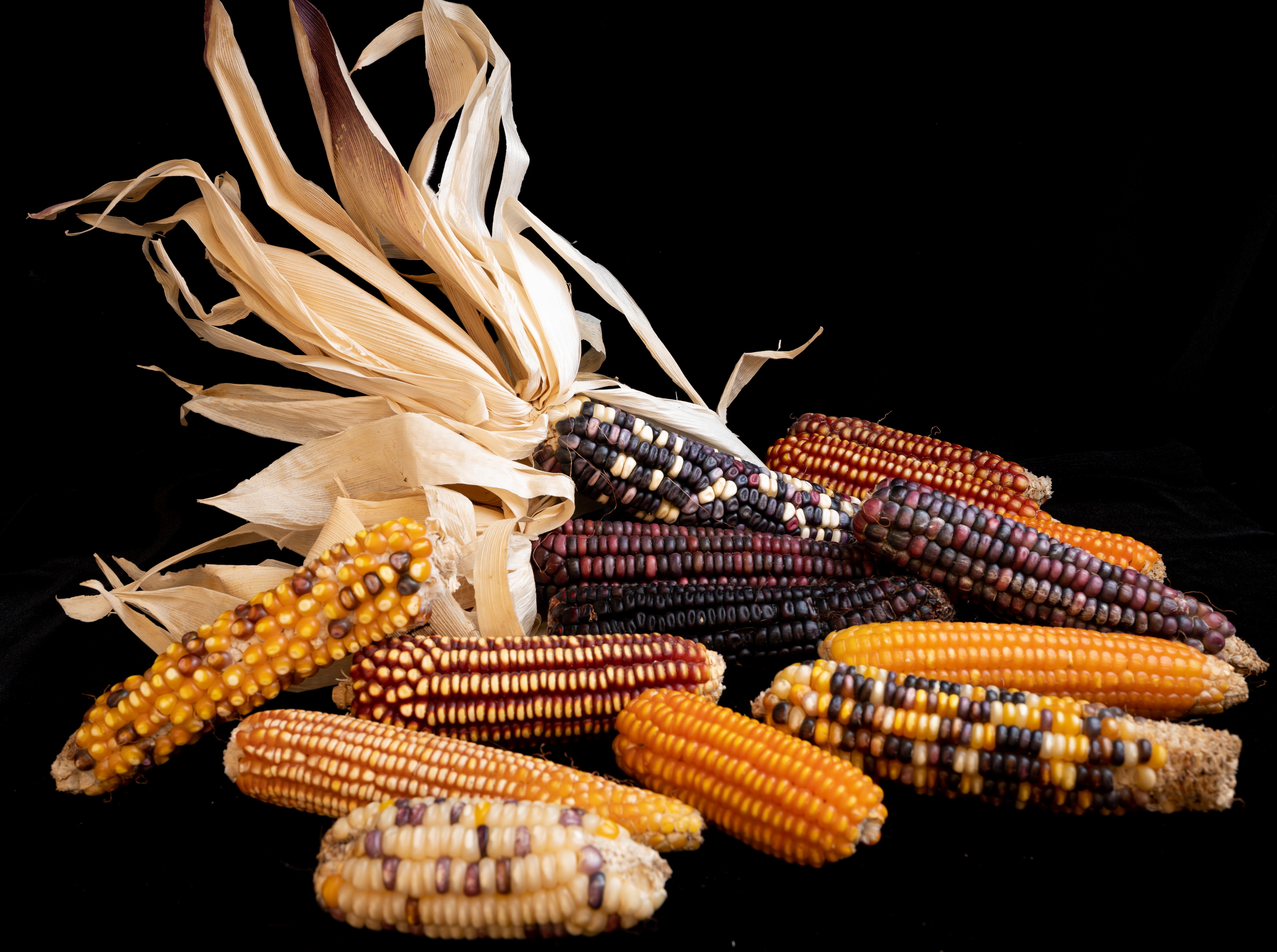 Maize diversity.jpg