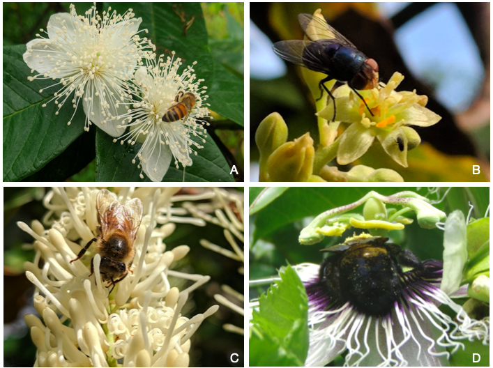 Tropical pollinators.png