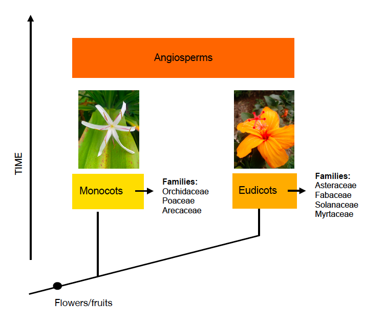 Angiosperm evolutionary tree with family examples.png