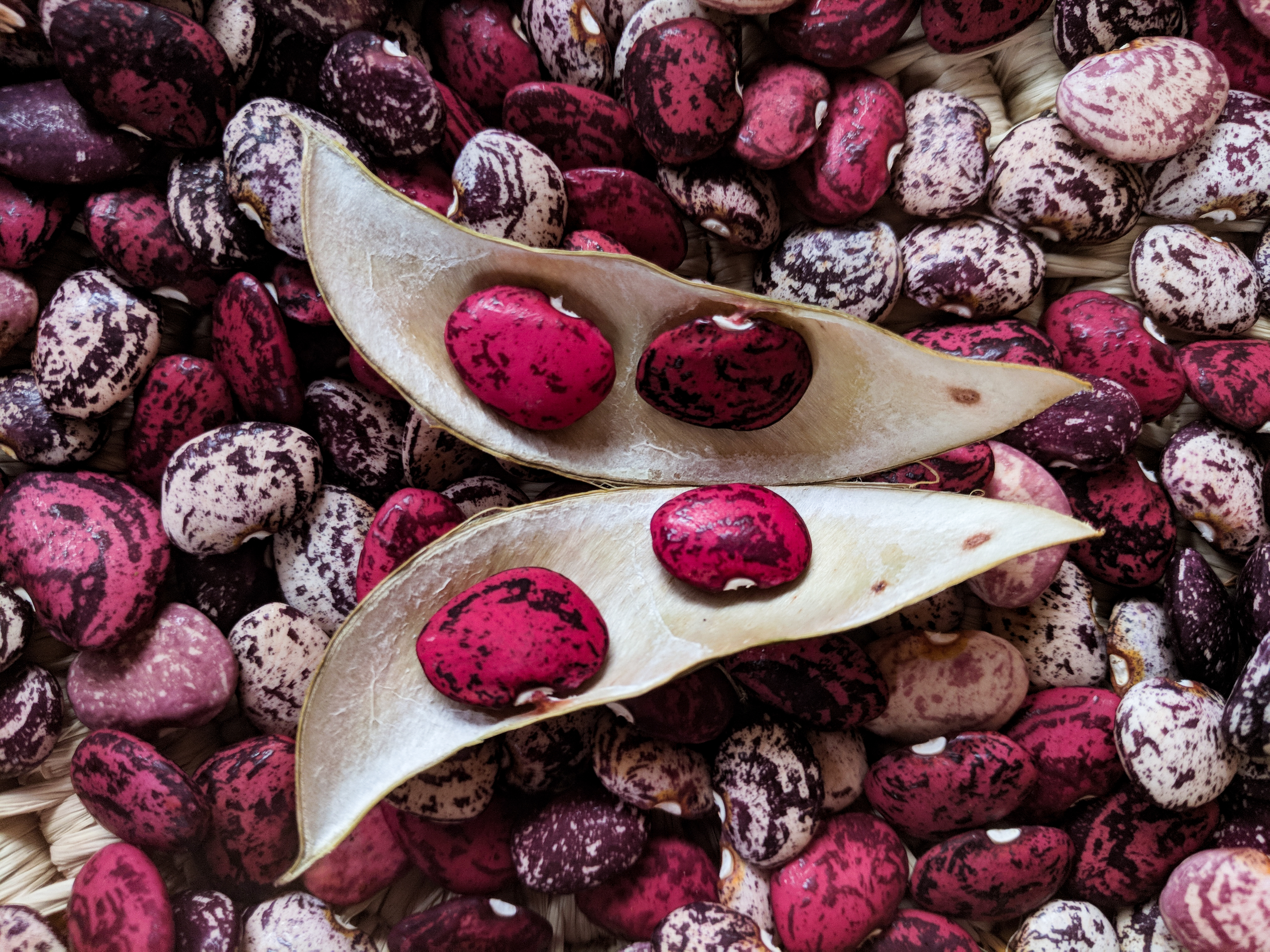 Violetʻs tricolor beans.jpg