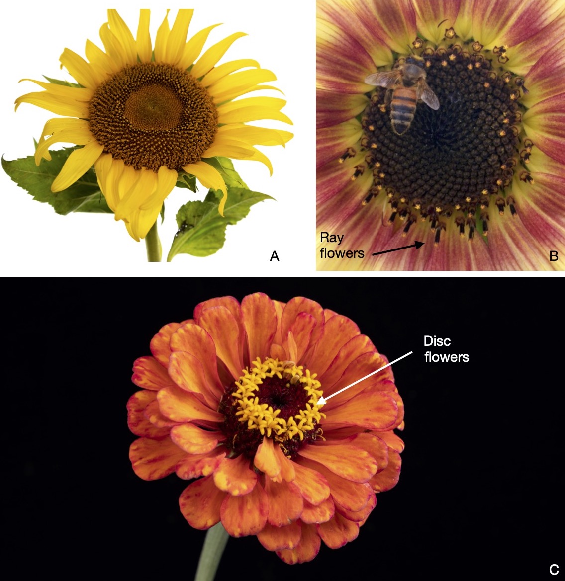 Asteraceae (2 sets).jpg